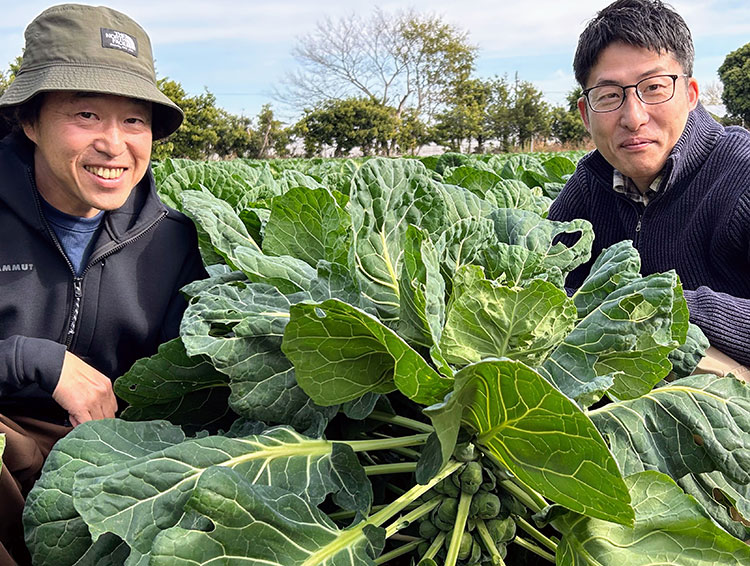 芽キャベツが豊作です！