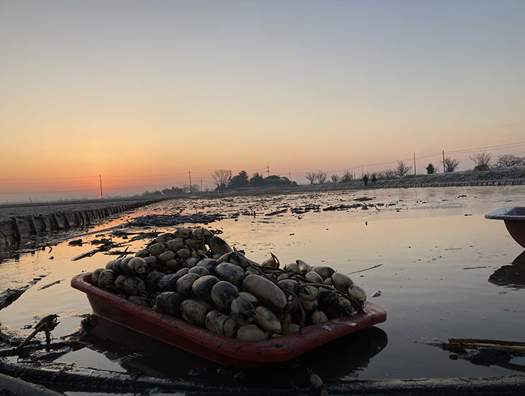 芽キャベツが豊作です！