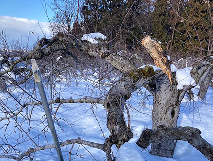 「折れない心」でつなぐ、りんごの未来