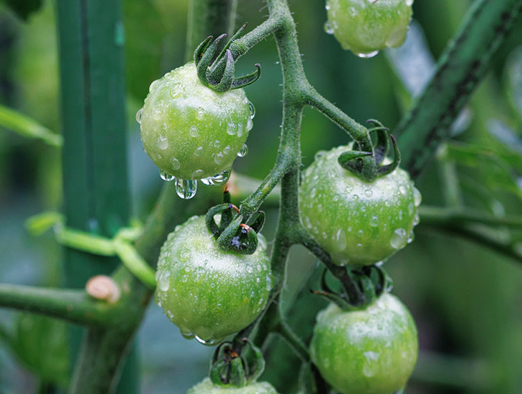 低温・長雨影響で、野菜の病気が多発