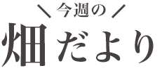 今週の畑だより